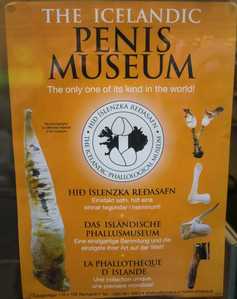 iceland phallogical museum penis museum in iceland