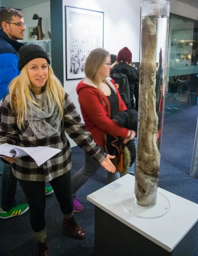 penis museum in iceland