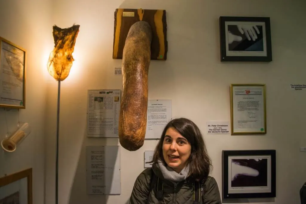 penis museum in iceland