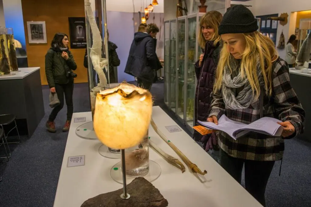 penis museum in iceland