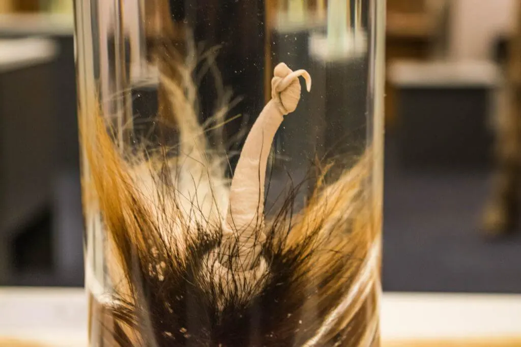 penis museum in iceland zebra phallus