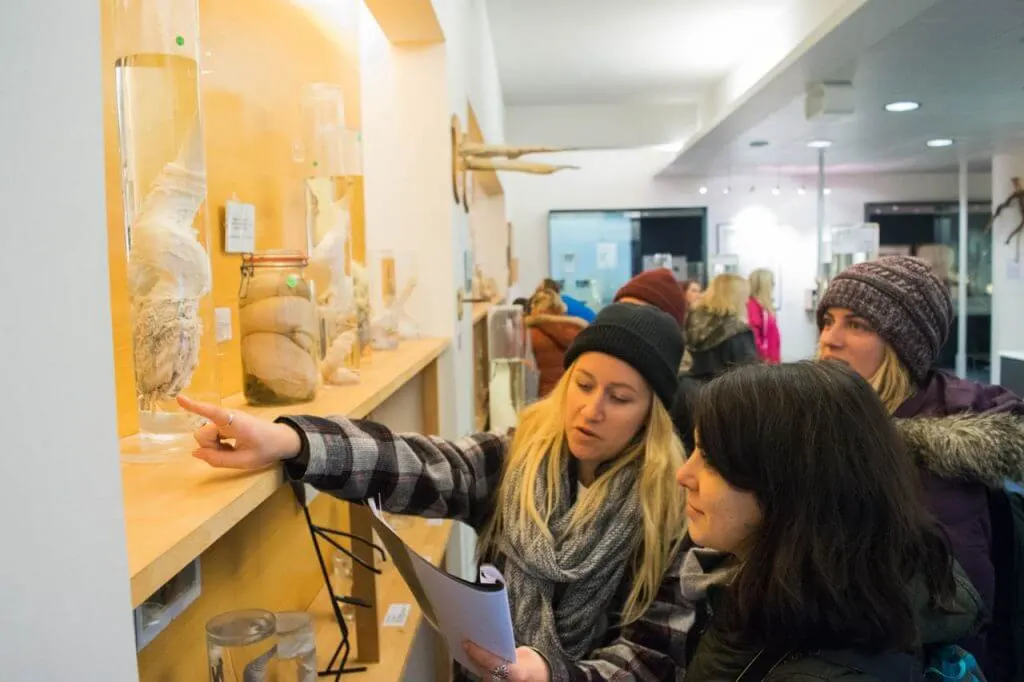 penis museum in iceland