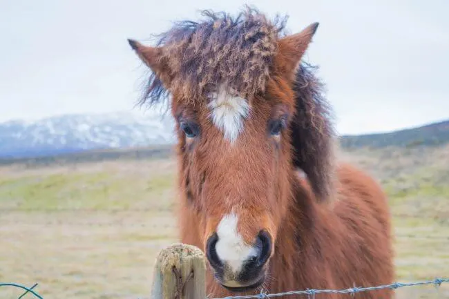 saving money in iceland ponies