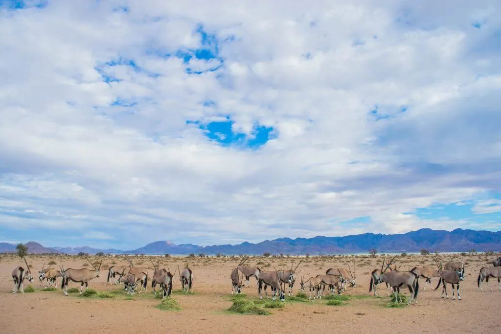 namibian road trip sossus desert wild oryx