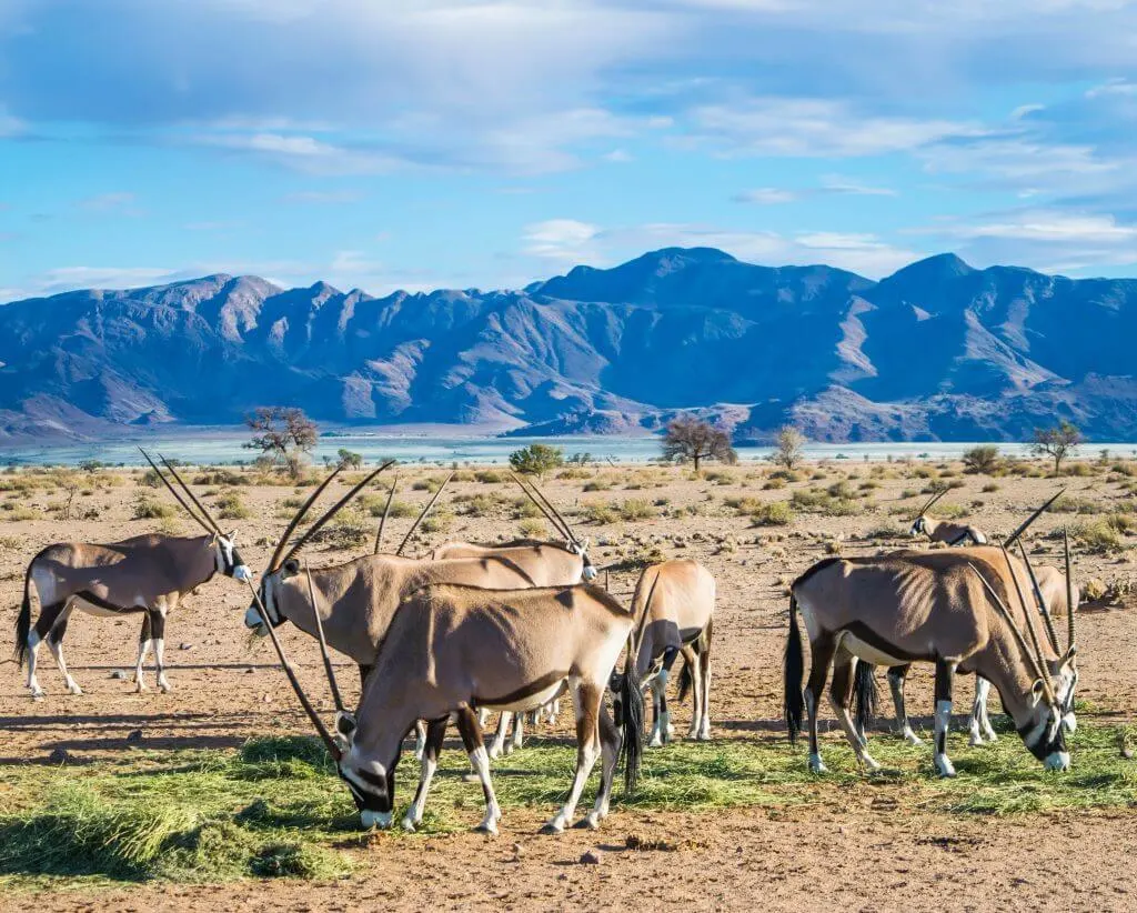 namibian road trip sossus desert wild oryx