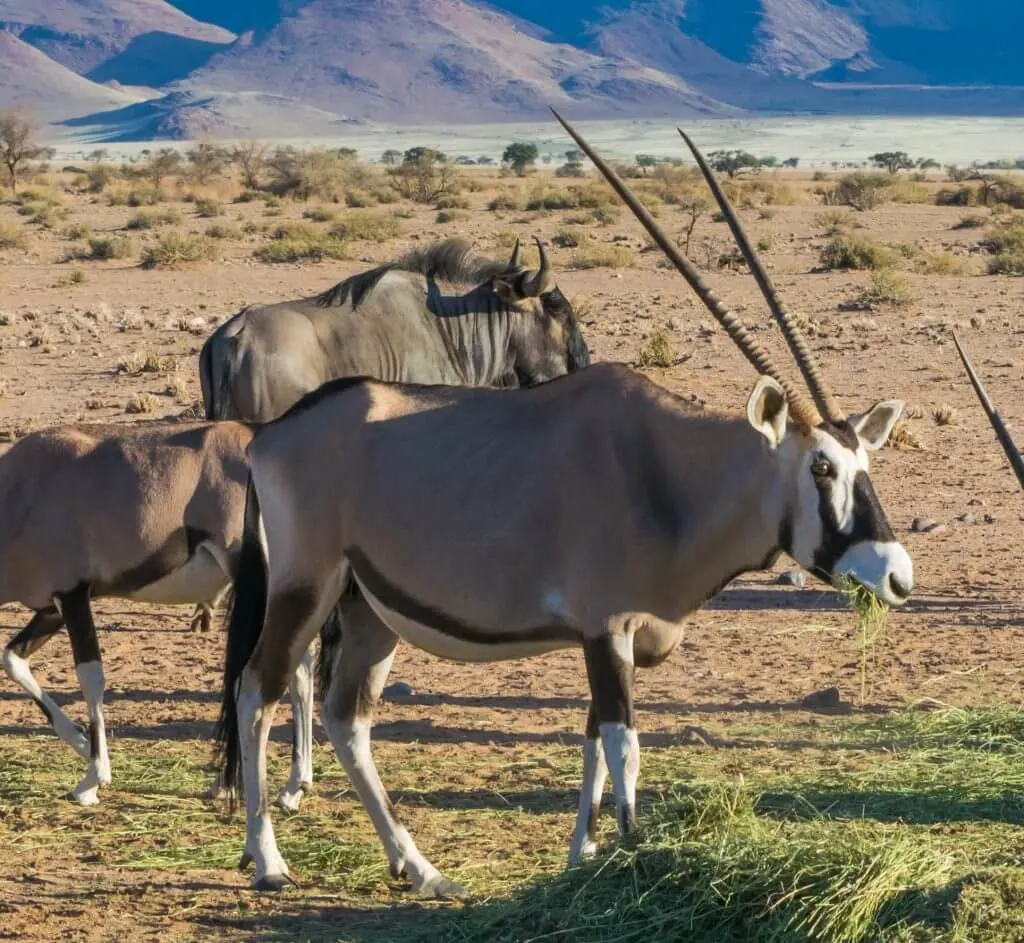 namibian road trip sossus desert oryx
