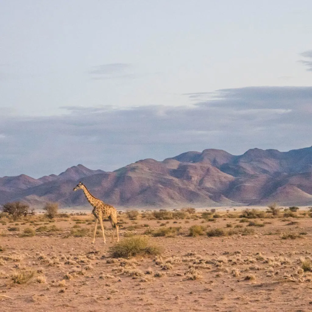 namibian road trip sossus desert camping wildlife giraffe