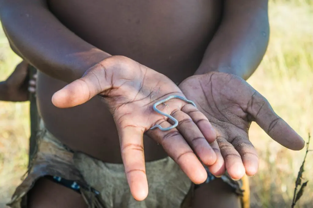 San Bushmen in Botswana a walk and dance with the bushmen botswana worm