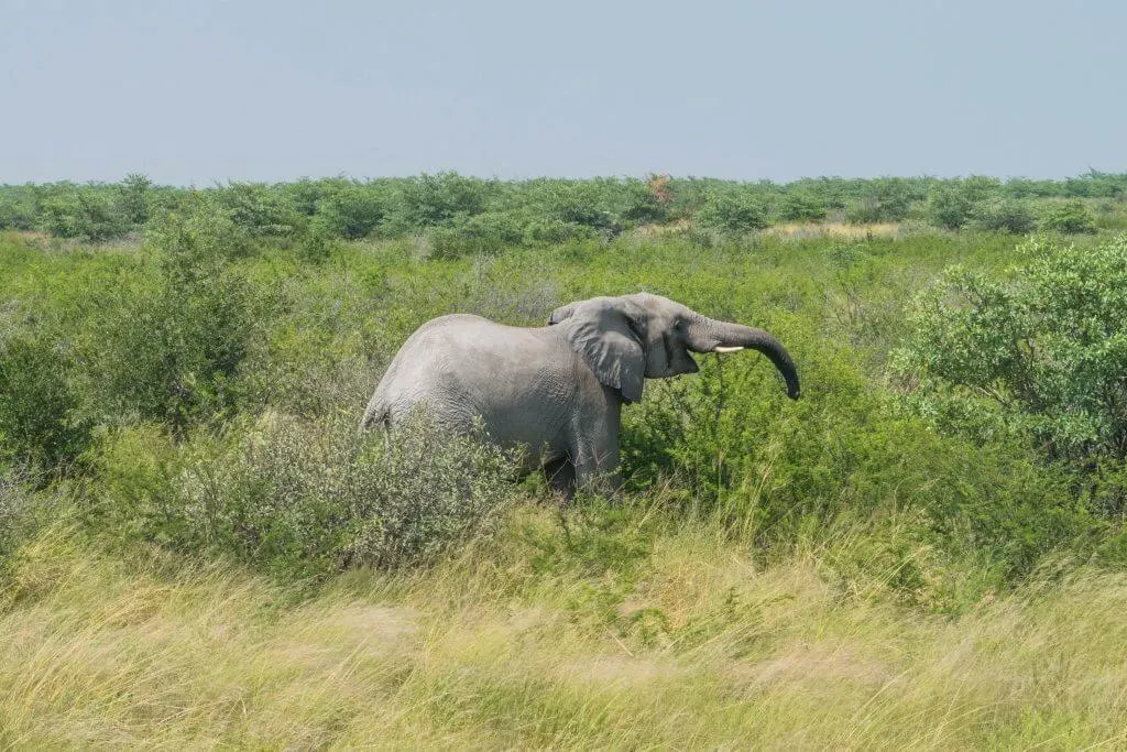 elephant sands botswana