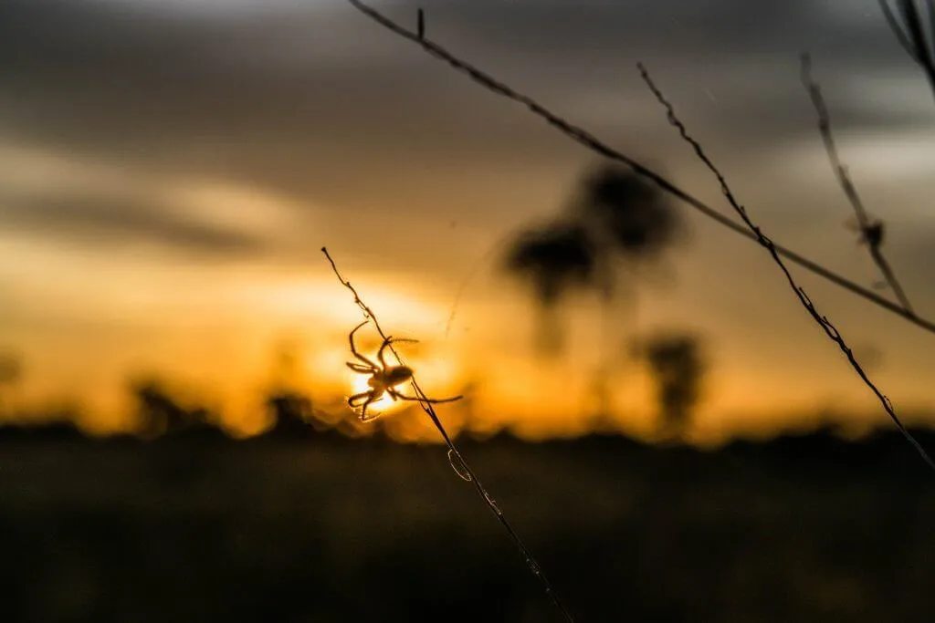 okavango delta safari sunrise botswana spider silhouette