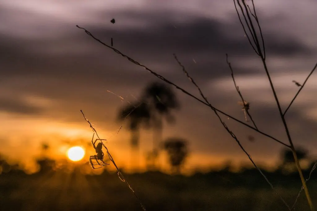 okavango delta safari sunrise botswana spider silhouette