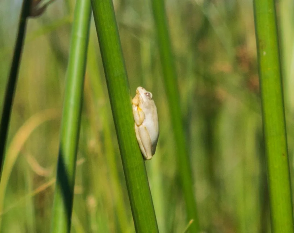 okavango delta frog