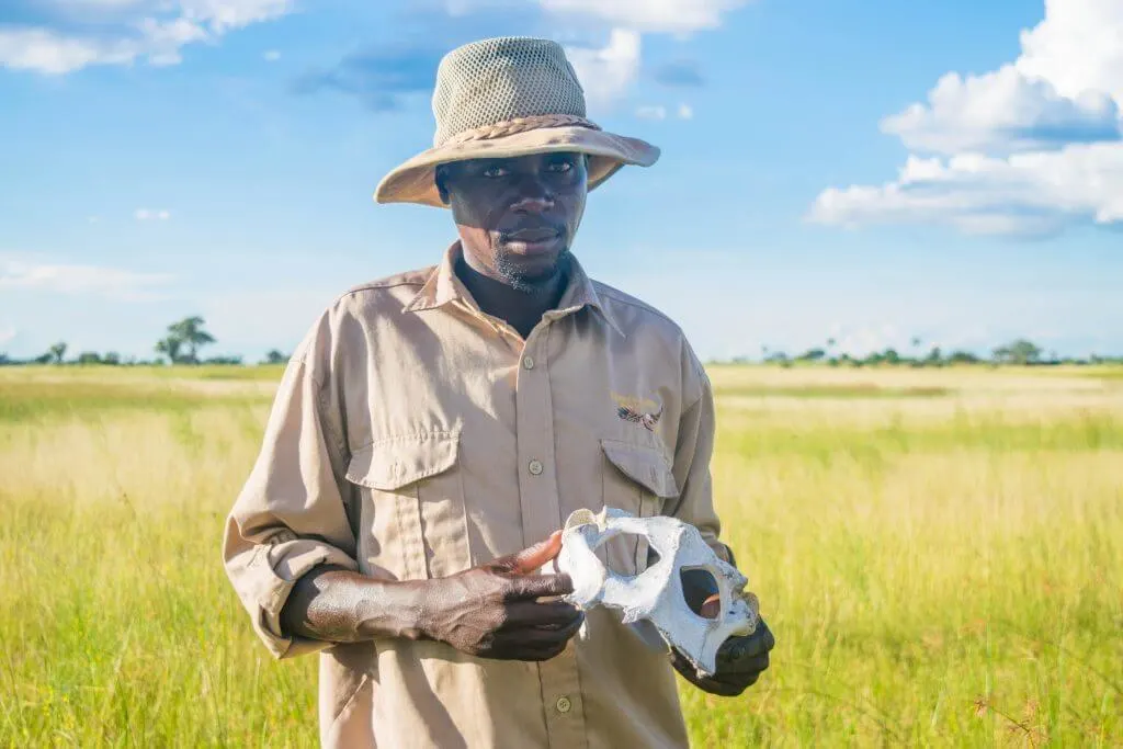 okavango delta ssafari game walk tour guide animal skull