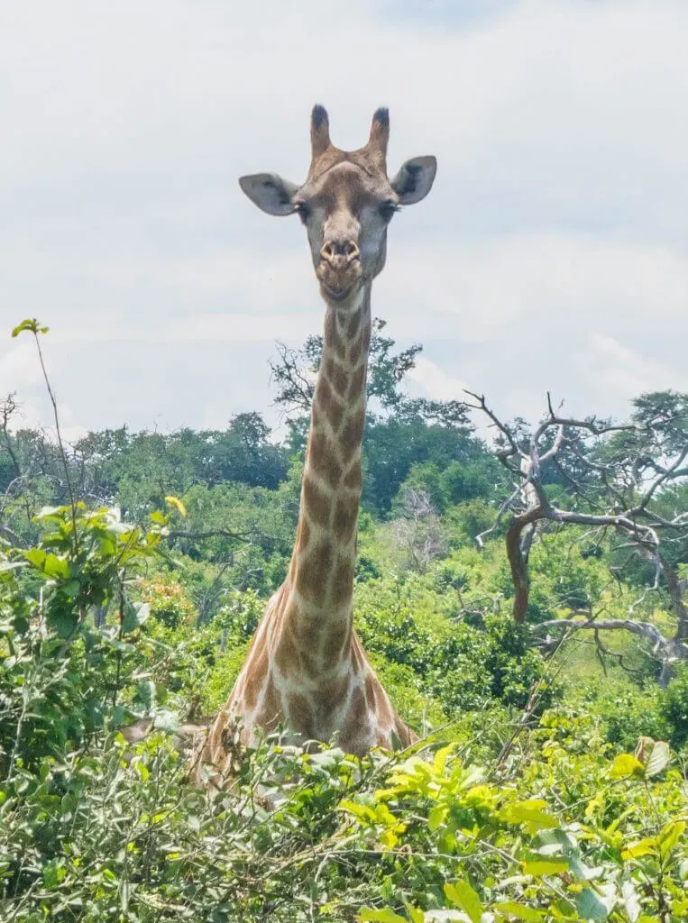 chobe national park botswana african adventure tour giraffe