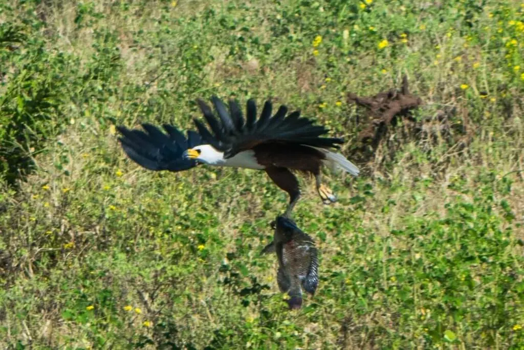 chobe national park botswana african adventure tour boat cruise fish eagle