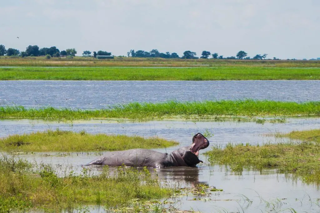 chobe national park botswana african adventure tour yawning hippo
