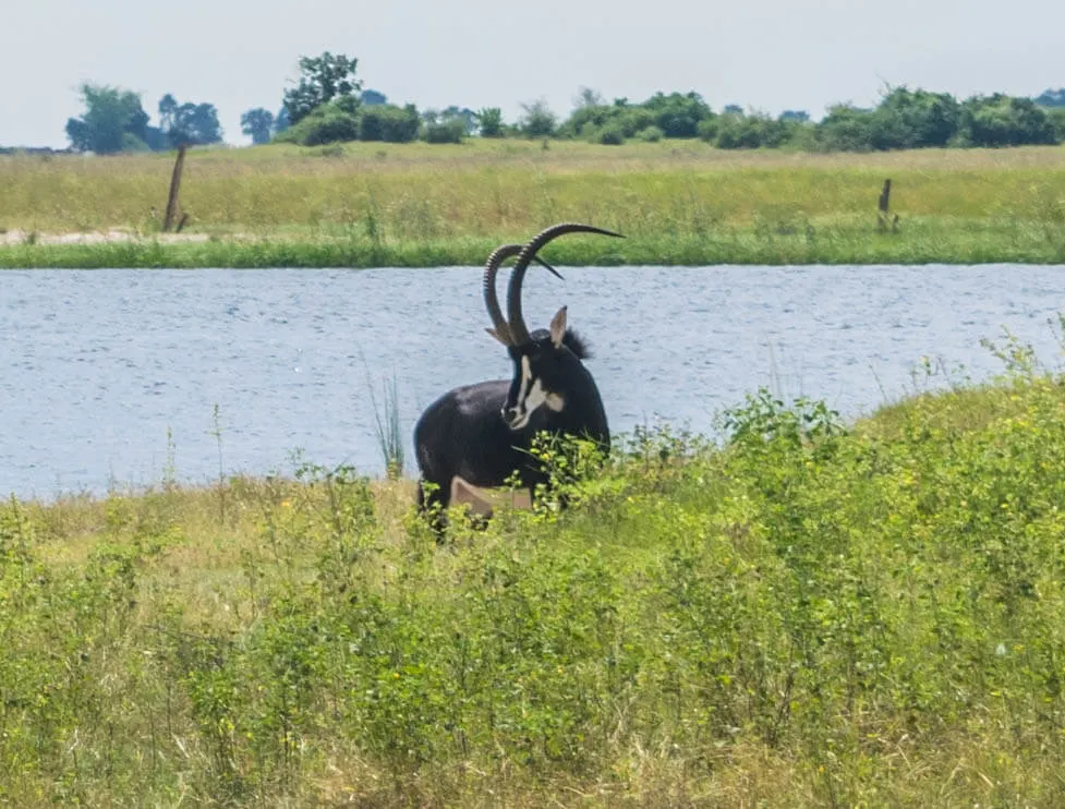 chobe national park botswana african adventure tour