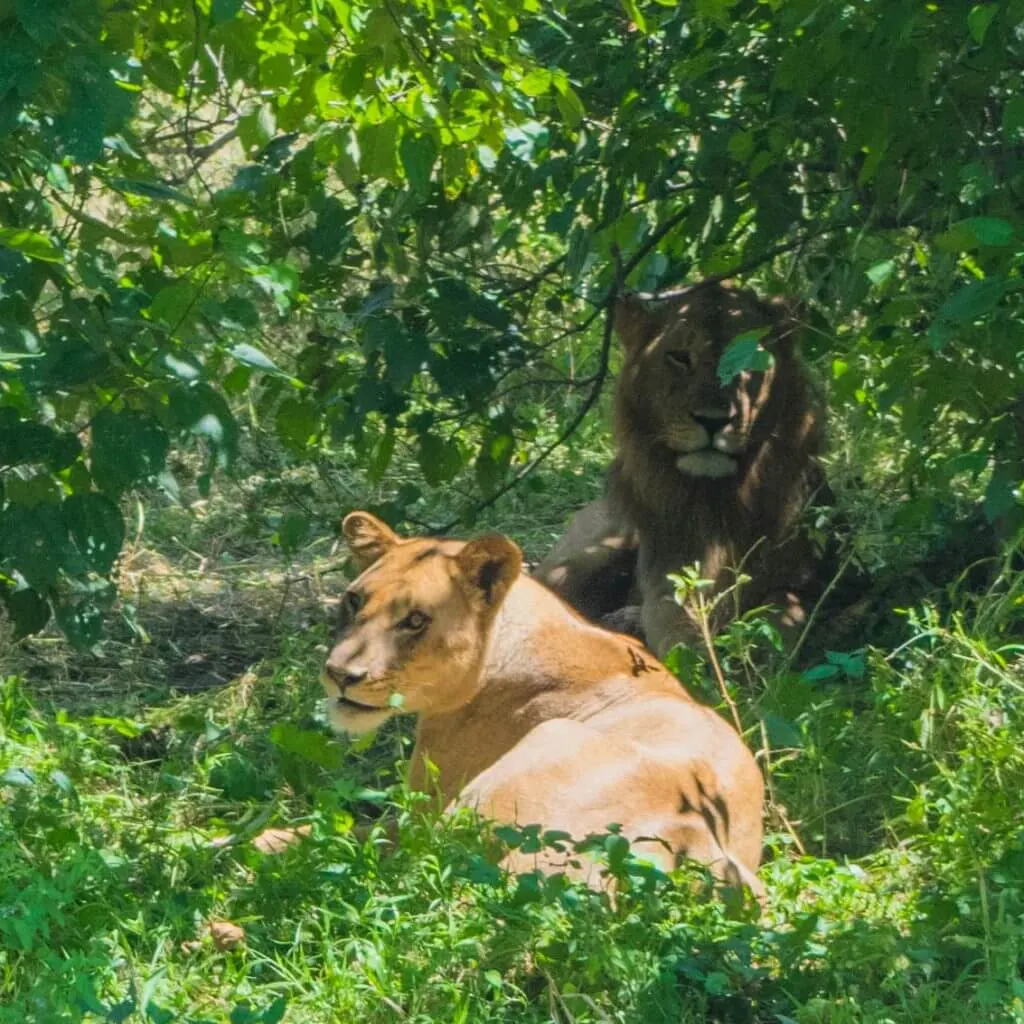 chobe national park botswana african adventure tour lion and lioness