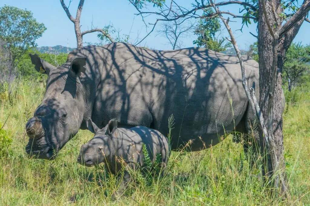 Rhinos Zimbabwe Matobo rhino poaching problem africa