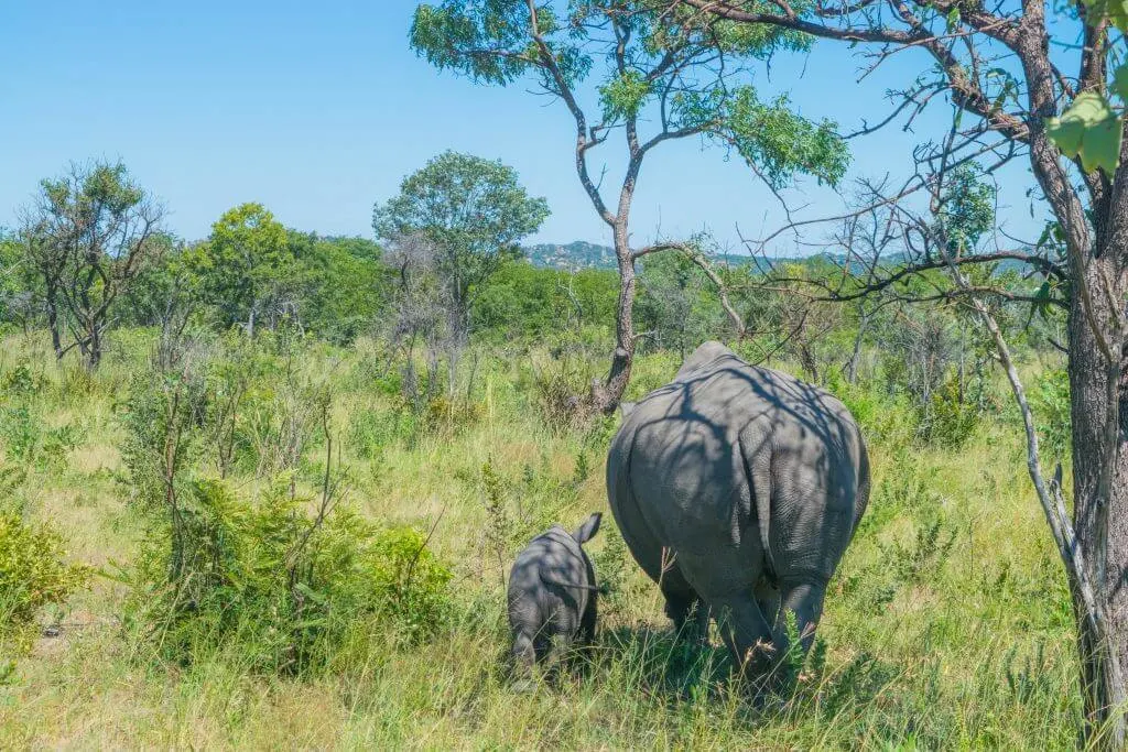 Rhinos Zimbabwe Matobo rhino poaching problem africa