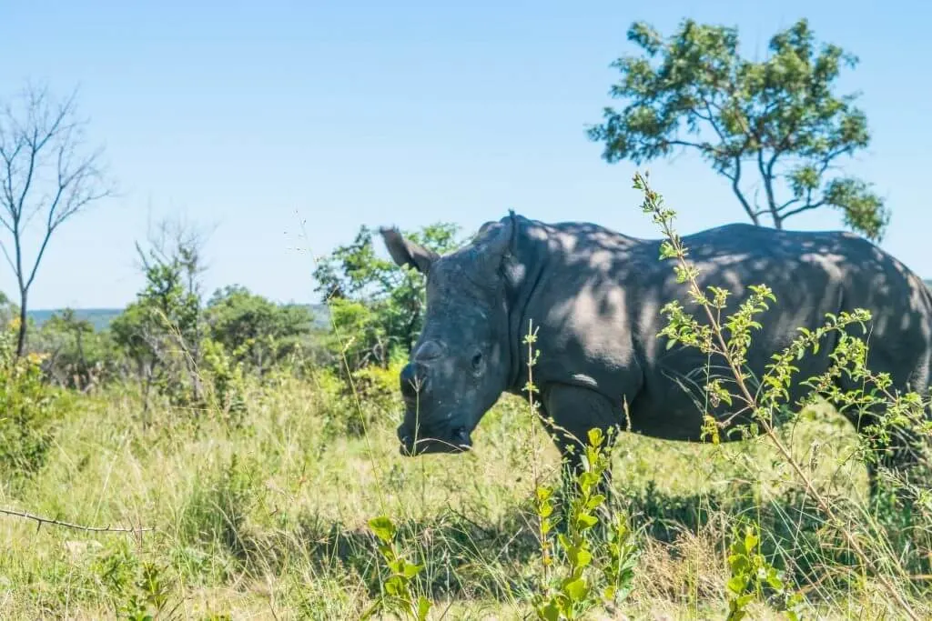 Rhinos Zimbabwe Matobo rhino poaching problem africa