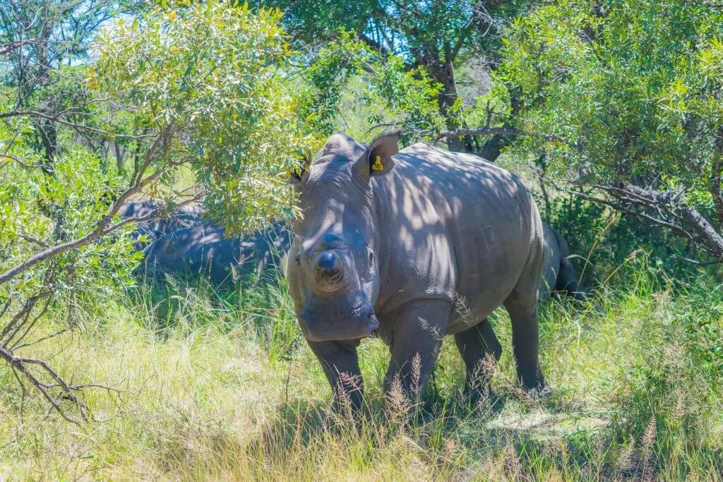 Rhinos Zimbabwe Matobo rhino poaching problem africa