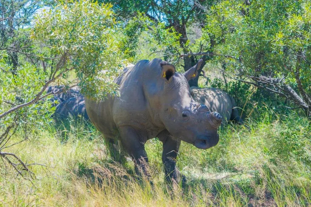 Rhinos Zimbabwe Matobo rhino poaching problem africa