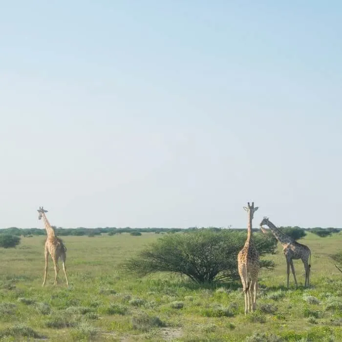 etosha national park namibian roadtrip giraffes