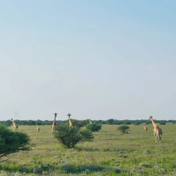 etosha national park namibian roadtrip giraffes