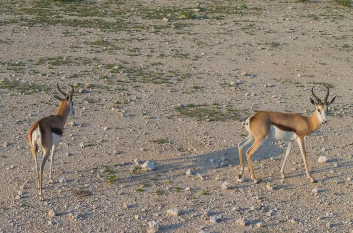 etosha national park namibian roadtrip springbok