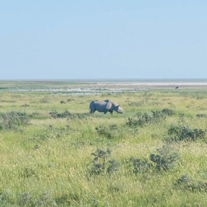 etosha national park namibian roadtrip rhino