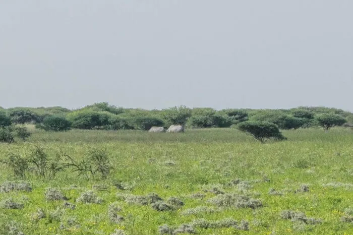 rhinos etosha national park