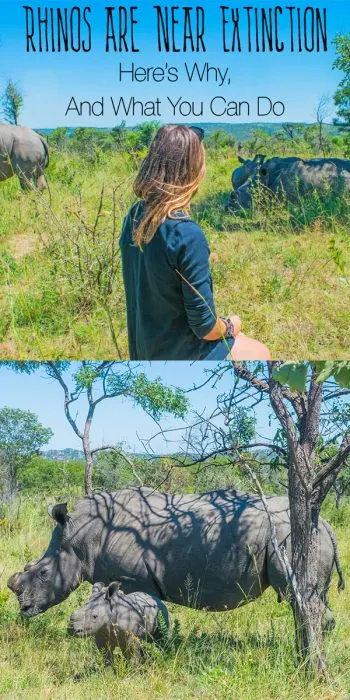 My recent visit to Zimbabwe has made me aware of the absolutely awful poaching problem that rhinos are faced with, so bad that if nothing is done they will be EXTINCT in 2-5 years. Rhino horn is really valuable to certain cultures, so much that poachers are brutally killing rhinos everywhere with expensive technology like helicopters and night vision. Conservation does not have enough money to fight the advanced methods of the (very rich) poachers. This post here details more of the situation and what you can do to help and issue that has been largely overlooked by media. Spread the word!!!