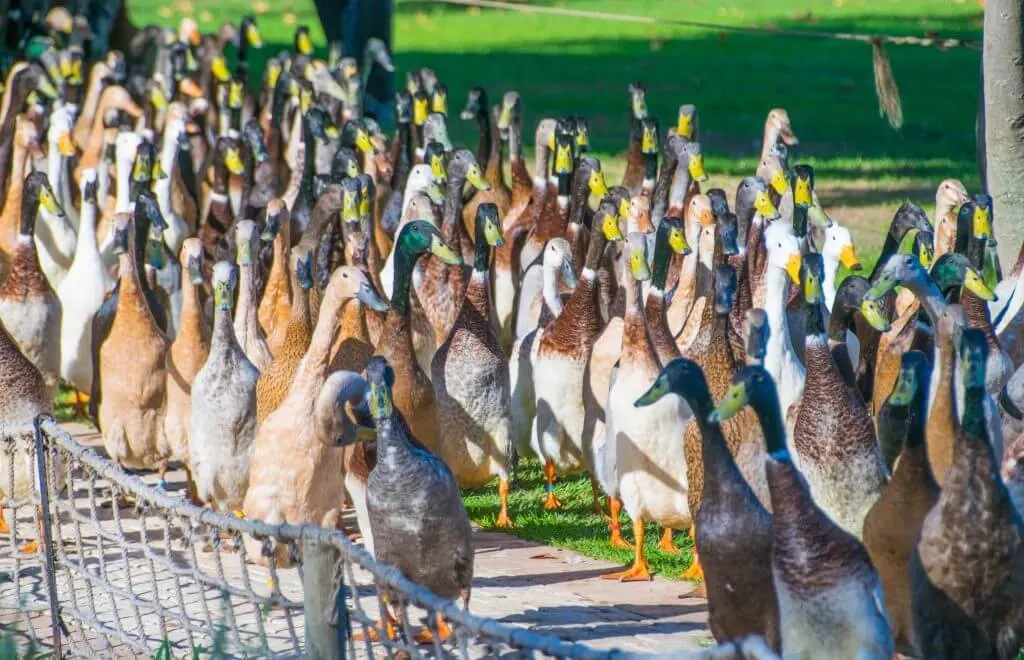 wine tasting in cape town vineyards stellenbosch duck parade