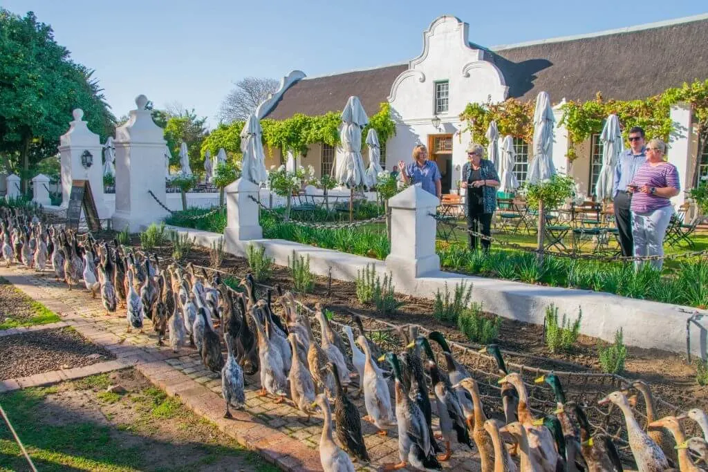 duck parade vergengoed winery wine tasting in cape town vineyards stellenbosch