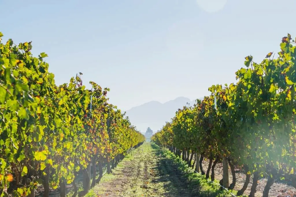 wine tasting in cape town vineyards stellenbosch