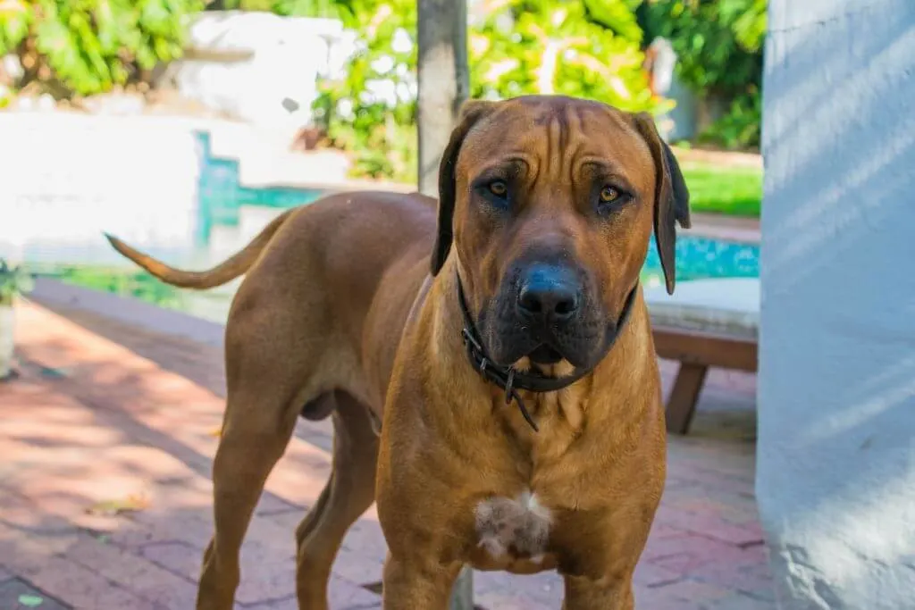 usana winery cape town dog