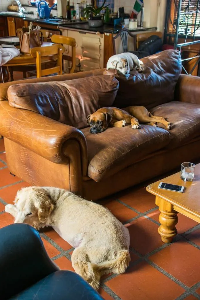 winery dogs in south africa