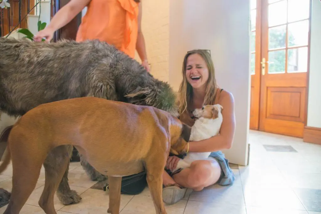 Wine Tasting in Cape Town Stellenbosch winery dogs