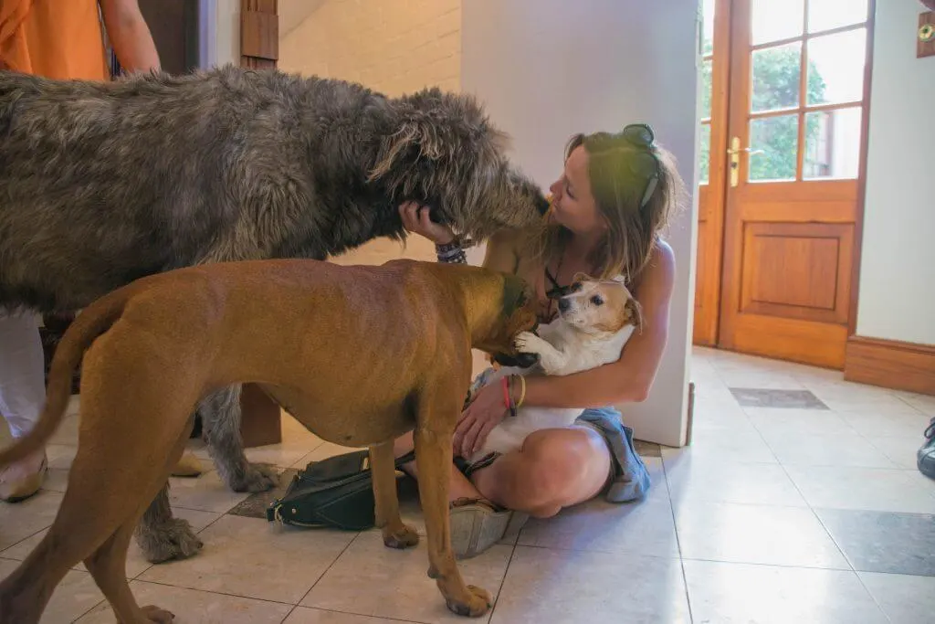Wine Tasting in Cape Town Stellenbosch winery dogs