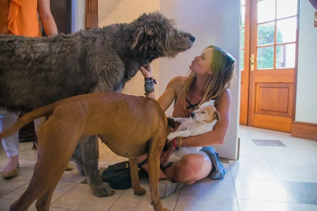 winery dogs at mitre's edge winery stellenbosch south africa