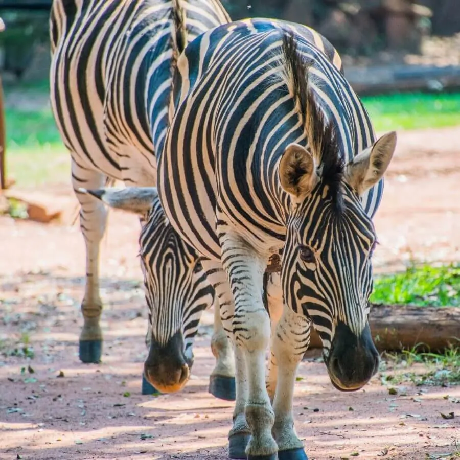 swaziland zebra