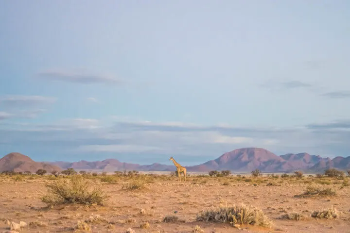 sossus desert african sunsets giraffe wildlife sunset