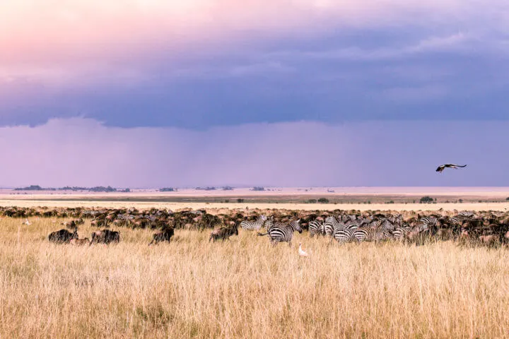 african sunsets serengeti tanzania