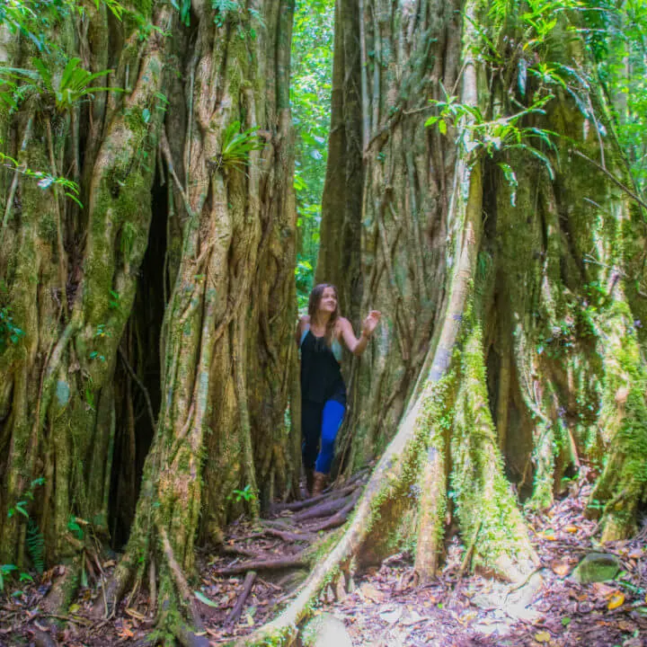 lost and found hostel panama hiking adventure hostel in panama treasure hunt big tree