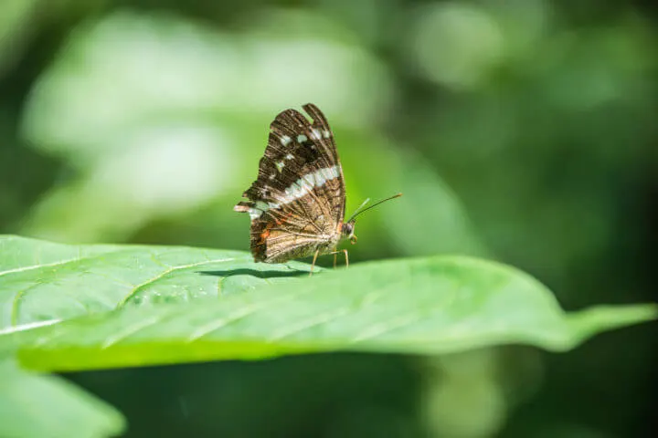 things to do in bocas del toro permaculture farm