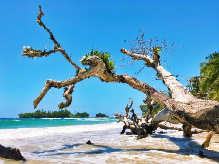 things to do in bocas del toro red frog beach playa polo