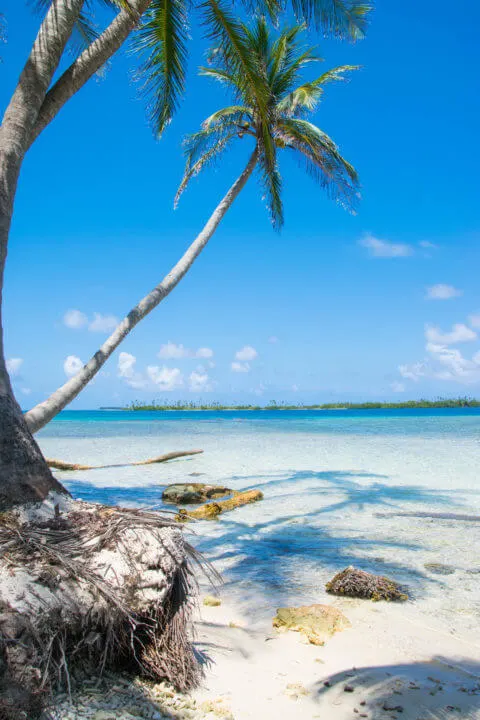 panama backpacking san blas islands palm tree paradise