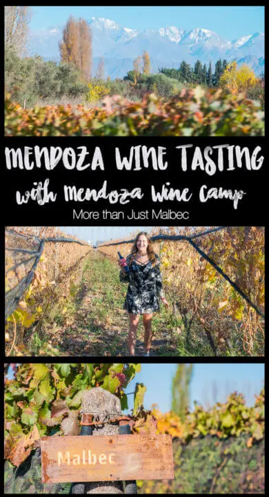 mendoza wine tasting in Argentina with Mendoza wine camp is an incredible and interactive way to taste in Mendoza, the most famous wine region in Argentina! We tried LOTS of Malbec, some wines I had never heard of, and lots of the classics, all with a view of the Andes and fall-colored vines for miles. #Angentina #Malbec #torrontes #wine #winetasting #winetourism #travel #winetravel #vino