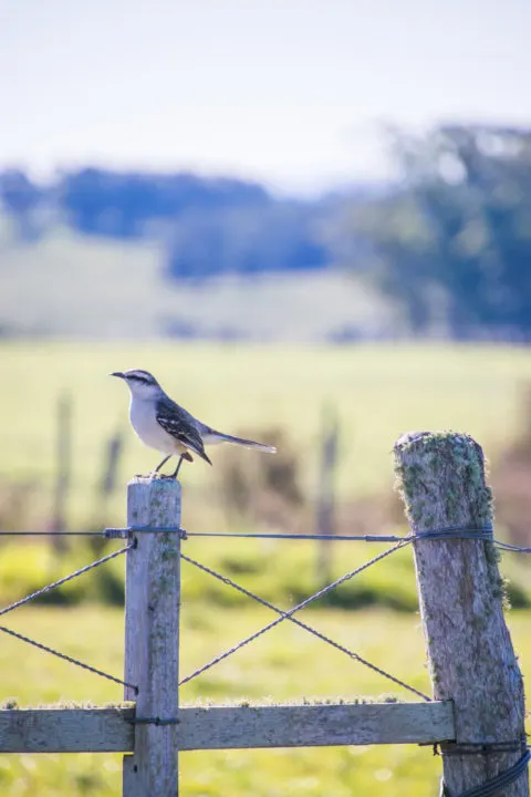 uruguay itinerary road trip uruguay farm land bird on a fence